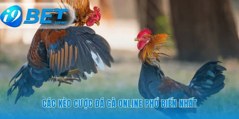 Ba lựa chọn quyết định kết quả trận đấu gà