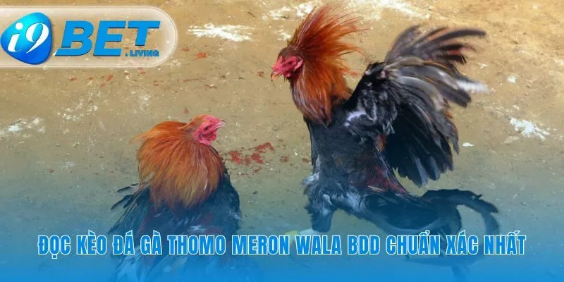 Hiểu rõ các cửa cược đá gà Thomo chiếm ưu thế