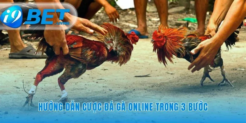 Tham gia đá gà online với ba thao tác