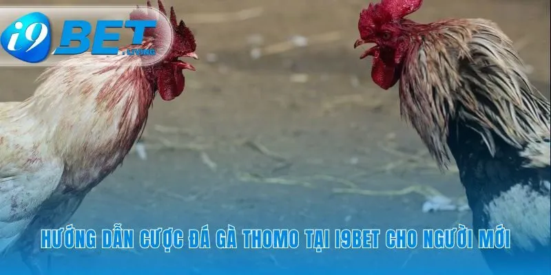 Lối vào sảnh cược đá gà Thomo trong ba bước