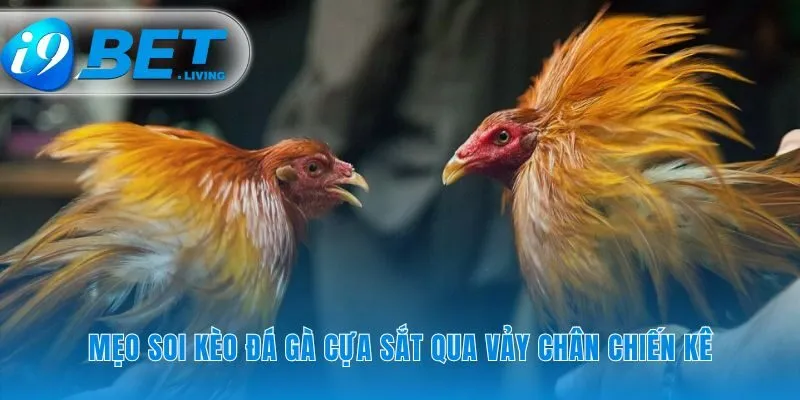 Soi kèo đá gà cựa sắt qua chi tiết vảy chân