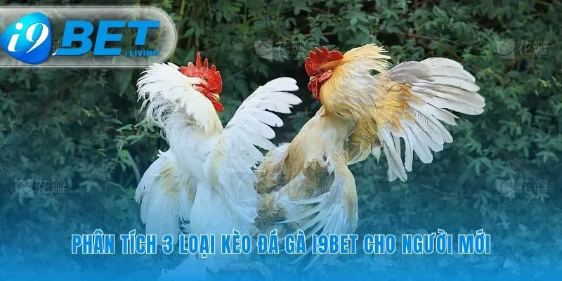 Giải mã ngôn ngữ cá cược của các chiến kê