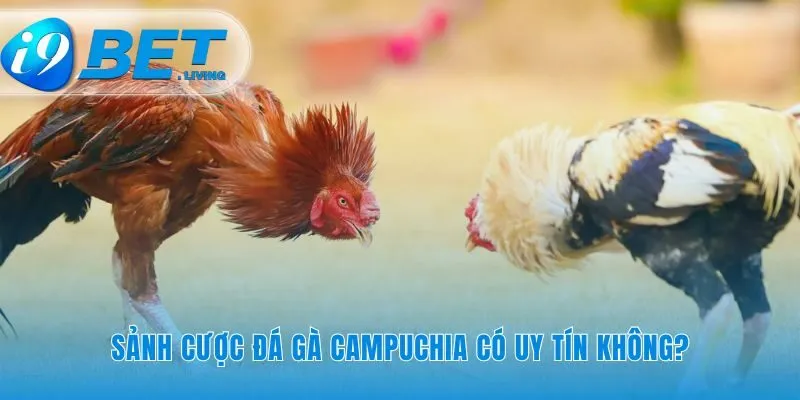 Đo lường sự tin cậy qua giấy phép và công nghệ